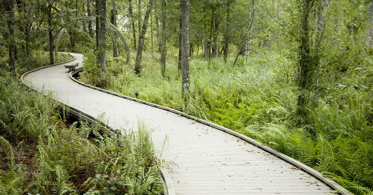 Boardwalk at Brooker Creek