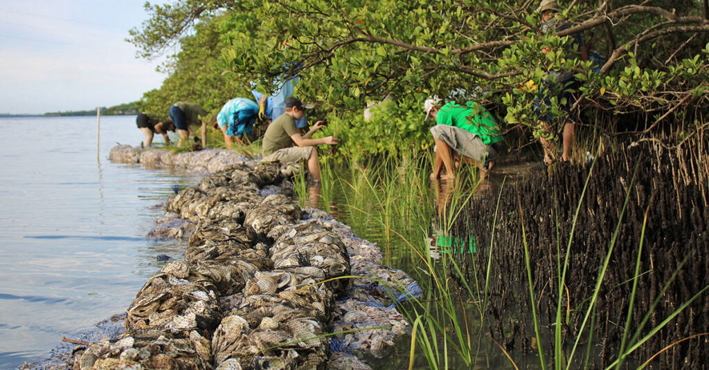 working installing a living shoreline at Philippe park