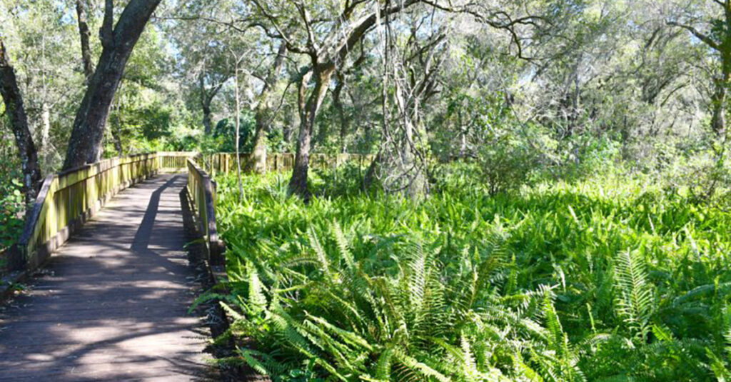 boardwalk in Sawgrass Lake Park